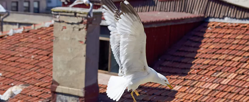Residential Chimney Animal Removal Solution in Raymore, MO