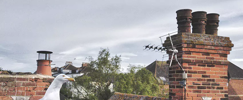 Chimney Cleaning And Restoration in Raymore, Missouri